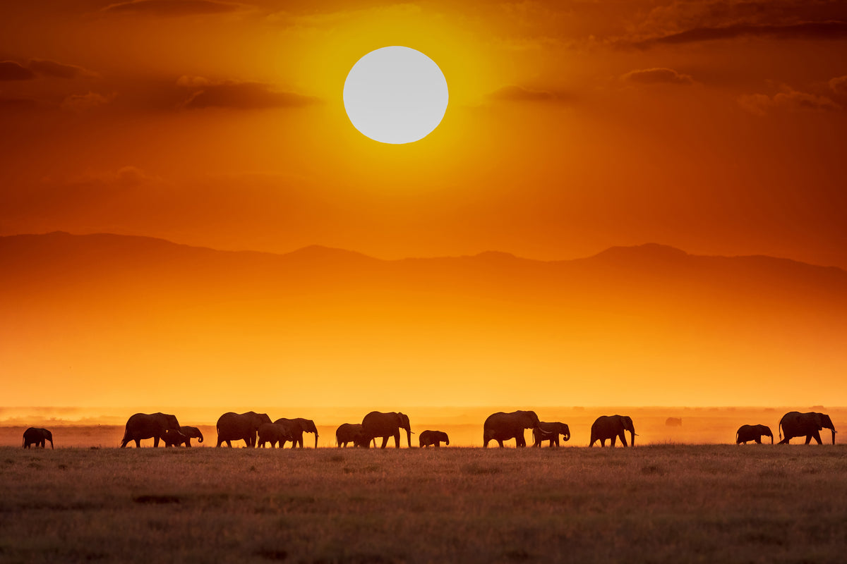 aluminium-print-sunrise-parade-x