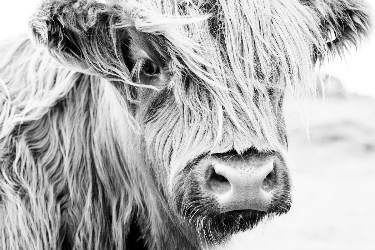 poster-print-scottish-cow-face