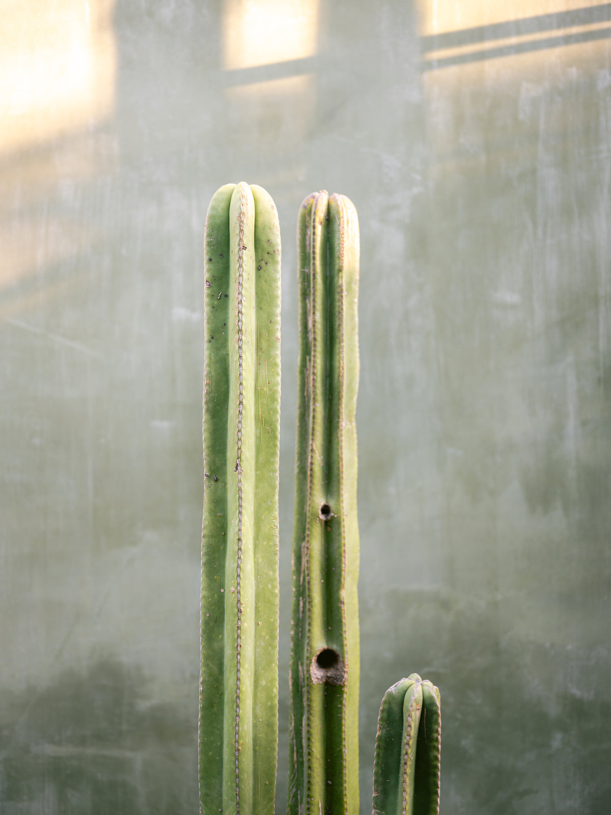 aluminium-print-greens-and-grey-cacti-in-oaxaca-mexico