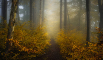 aluminium-print-take-me-for-a-walk