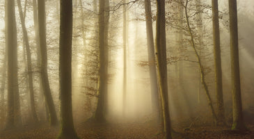 aluminium-print-into-the-trees-2