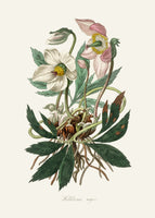 canvas-print-christmas-rose-helleborus-niger-medical-botany