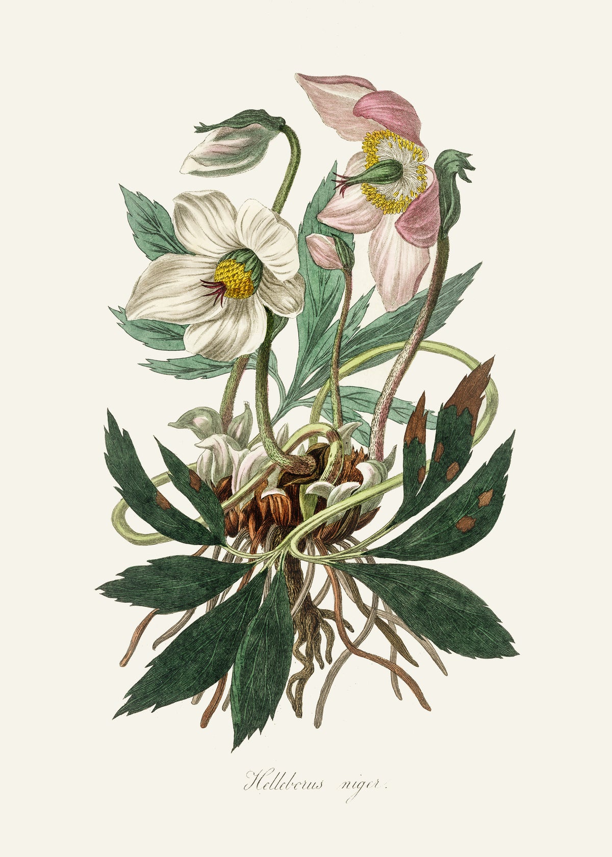 canvas-print-christmas-rose-helleborus-niger-medical-botany