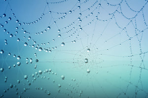 framedposter-print-cobweb-in-morning-dew