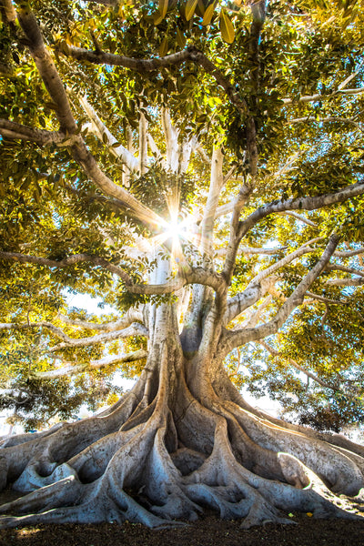 poster-print-sunlight-through-ancient-tree