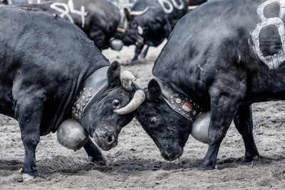 poster-print-battle-of-the-herens-cows-in-valais