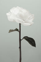 canvas-print-peony-16