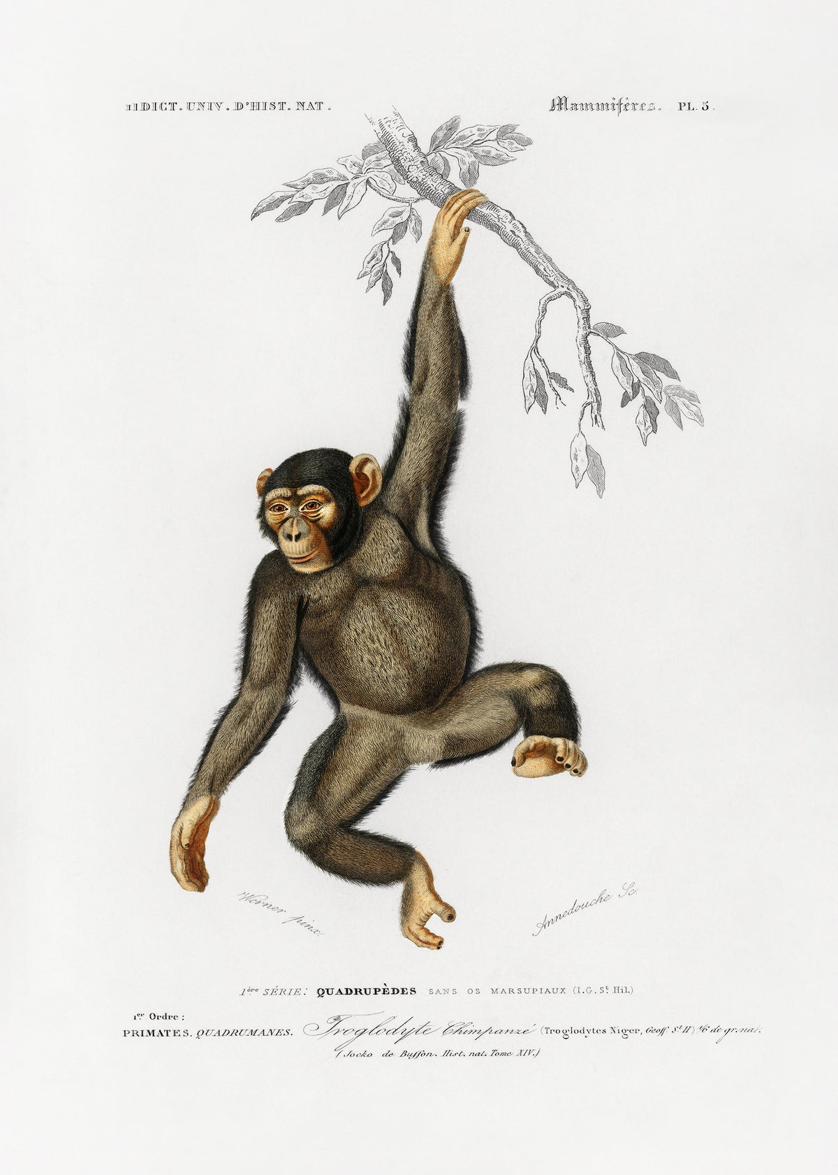 canvas-print-chimpangze