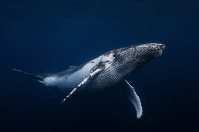 poster-print-humpback-whale-in-blue-x