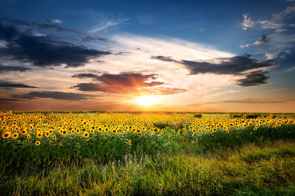 poster-print-a-field-of-sunflowers