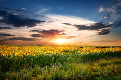 poster-print-a-field-of-sunflowers