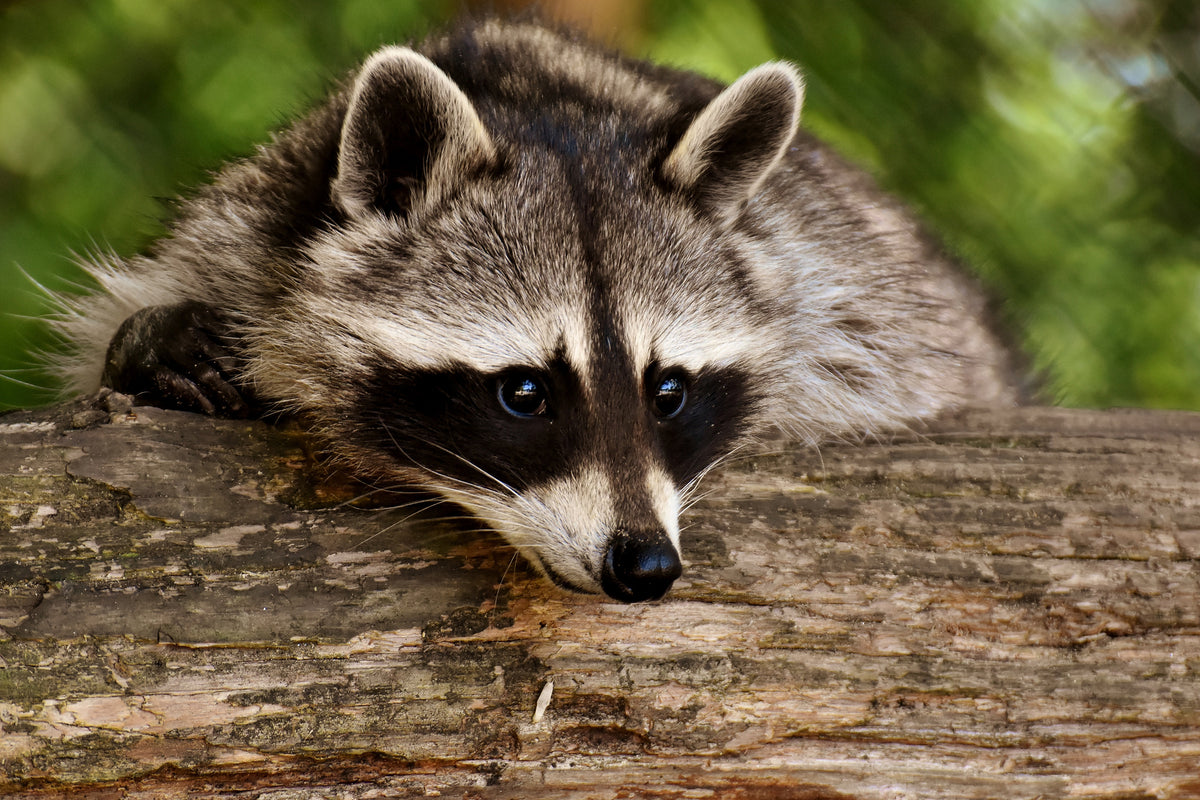 canvas-print-the-cute-raccoon