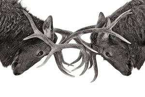 modern-3-piece-canvas-print-eye-to-eye-elk-fight