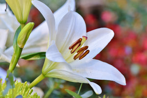 modern-3-piece-acrylic-print-magnificent-lily-in-white