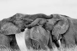 framedcanvas-print-elephant-playing-x