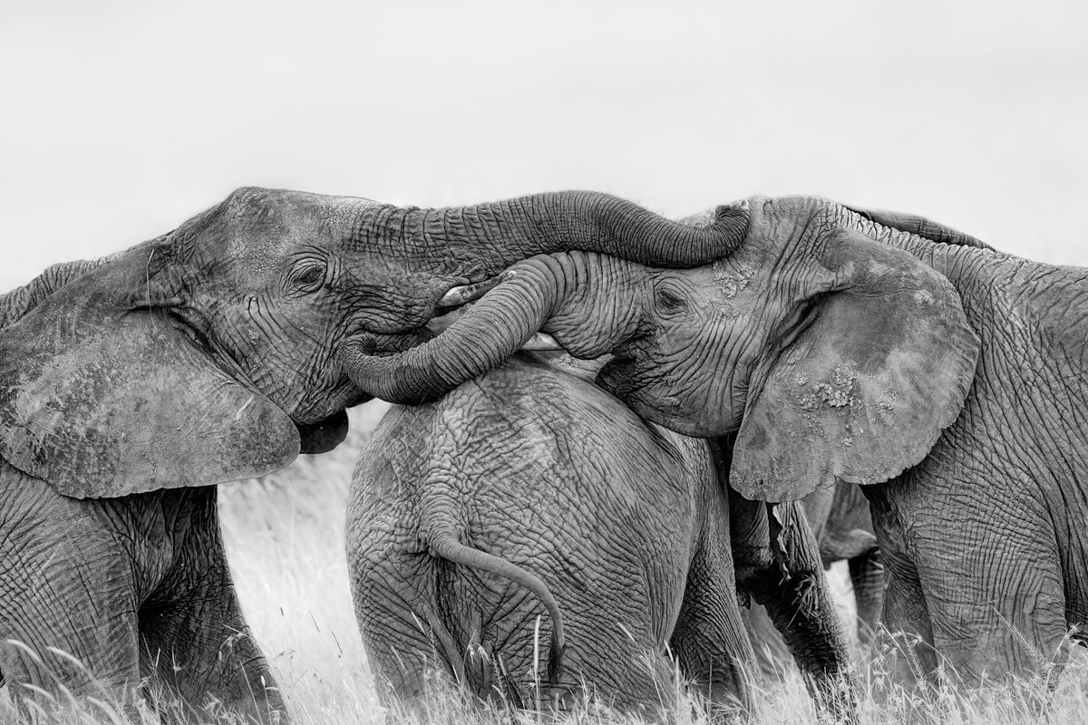 framedcanvas-print-elephant-playing-x