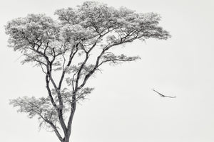 3-piece-canvas-print-the-african-eagle