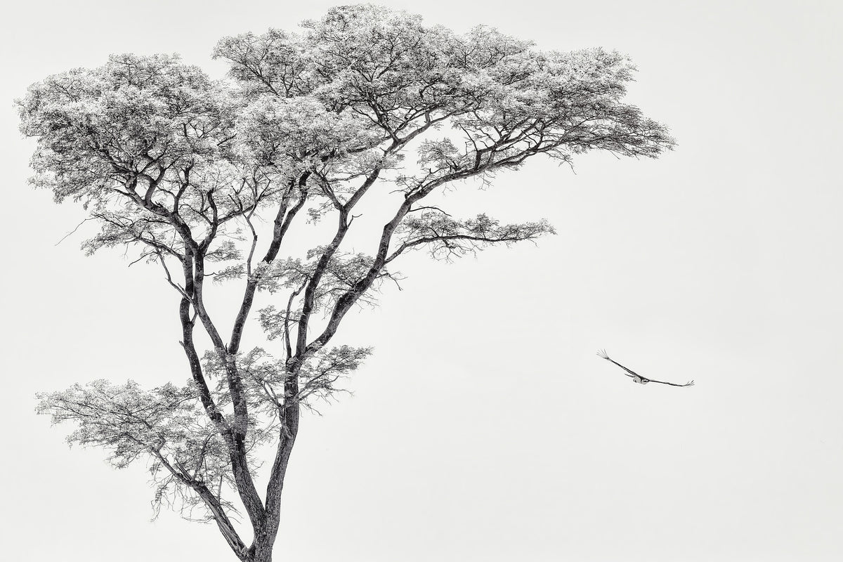 3-piece-canvas-print-the-african-eagle