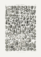 framedcanvas-print-sealife-ii