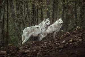 acrylic-print-meeting-with-white-wolves-x