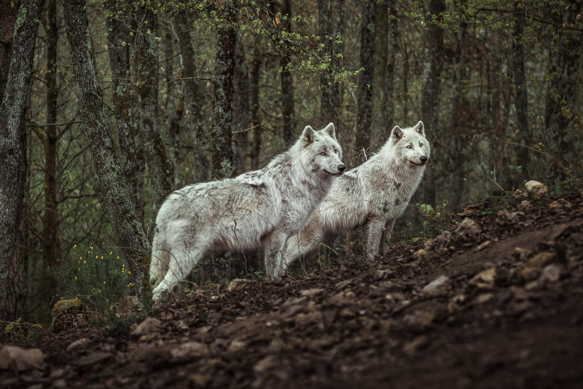 acrylic-print-meeting-with-white-wolves-x