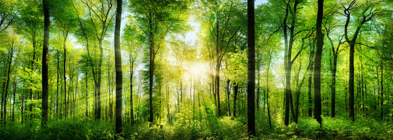 panoramic-3-piece-canvas-print-wald-panorama-mit-sonnenstrahlen