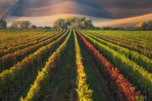 aluminium-print-vineyard-in-autumn-x