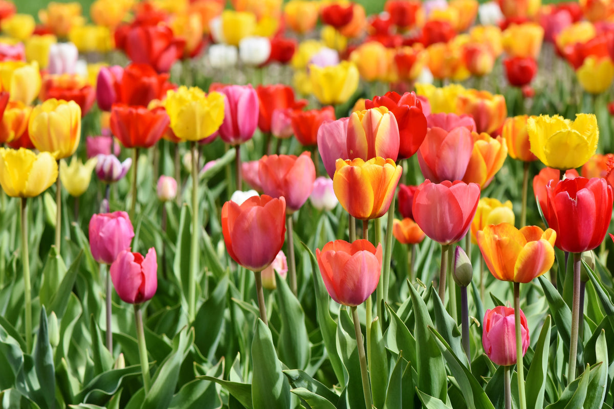 aluminium-print-a-colorful-tulip-field