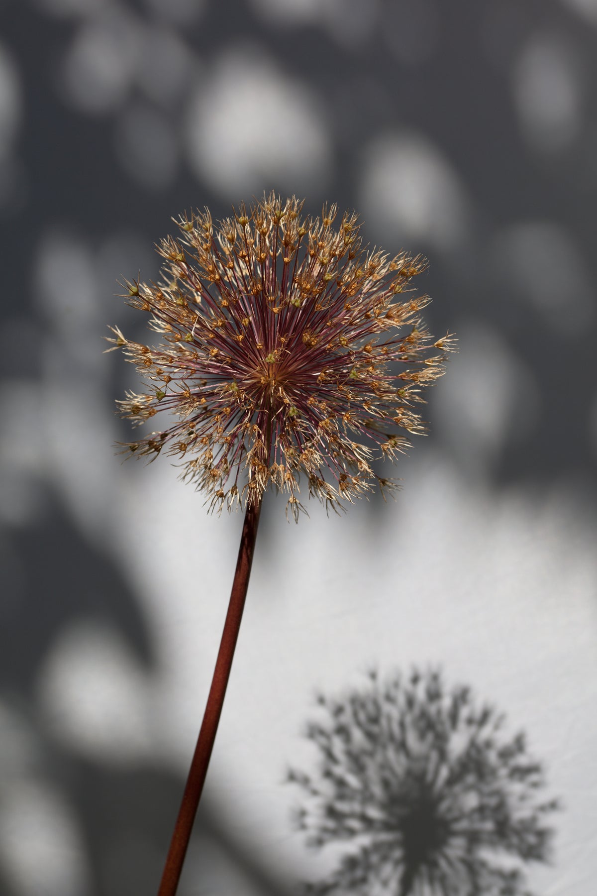 poster-print-withered-flower-seed-house-1