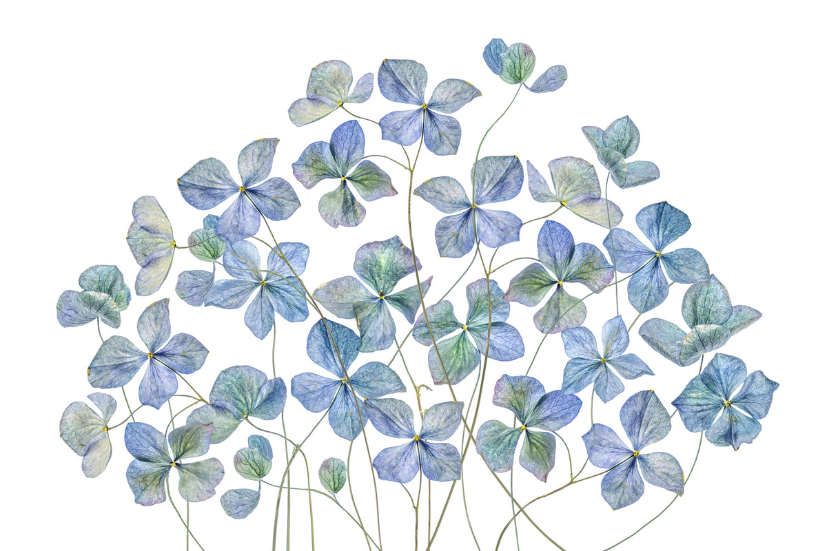 framedposter-print-hydrangea-xmy
