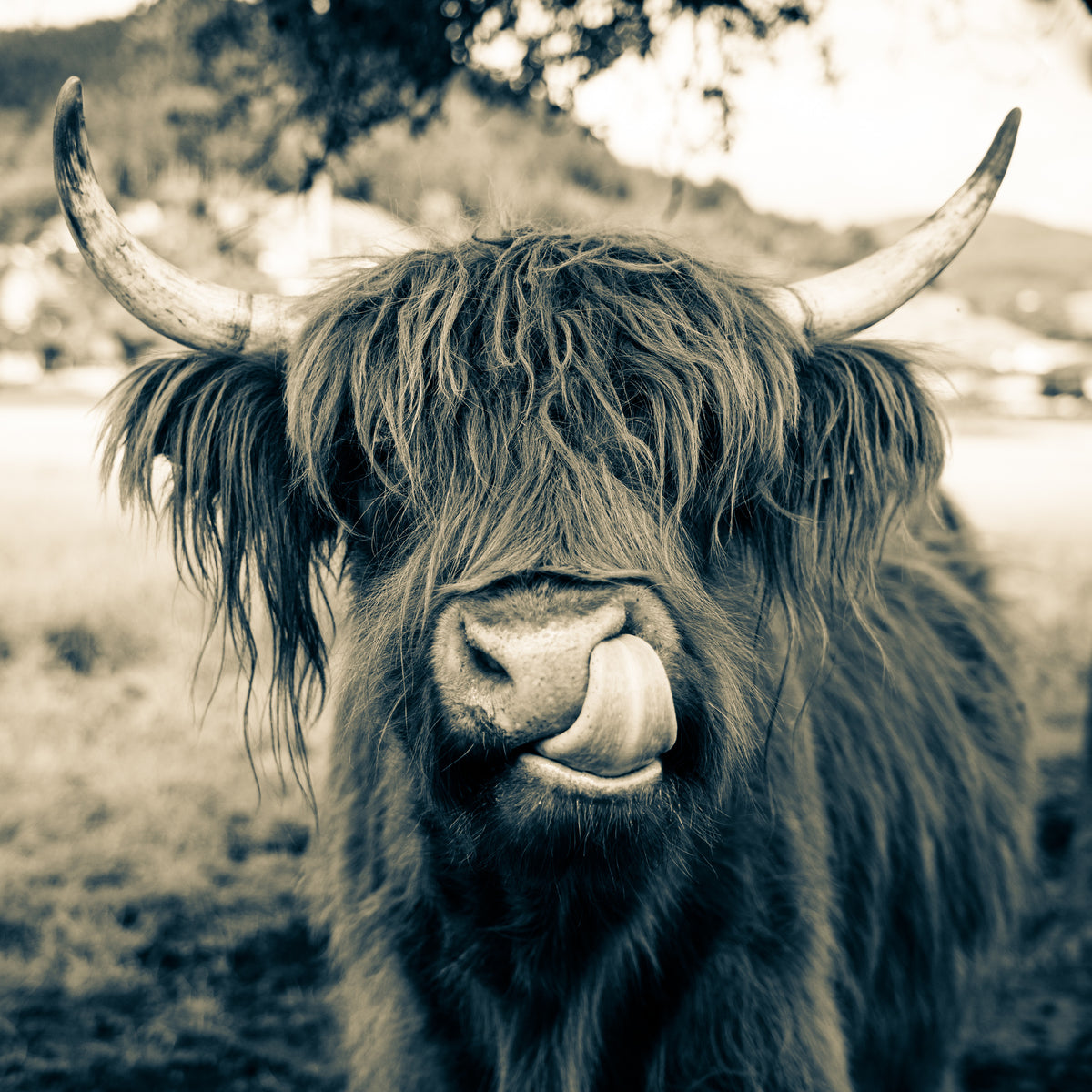 poster-print-grazing-time-in-bavaria