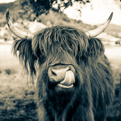 poster-print-grazing-time-in-bavaria