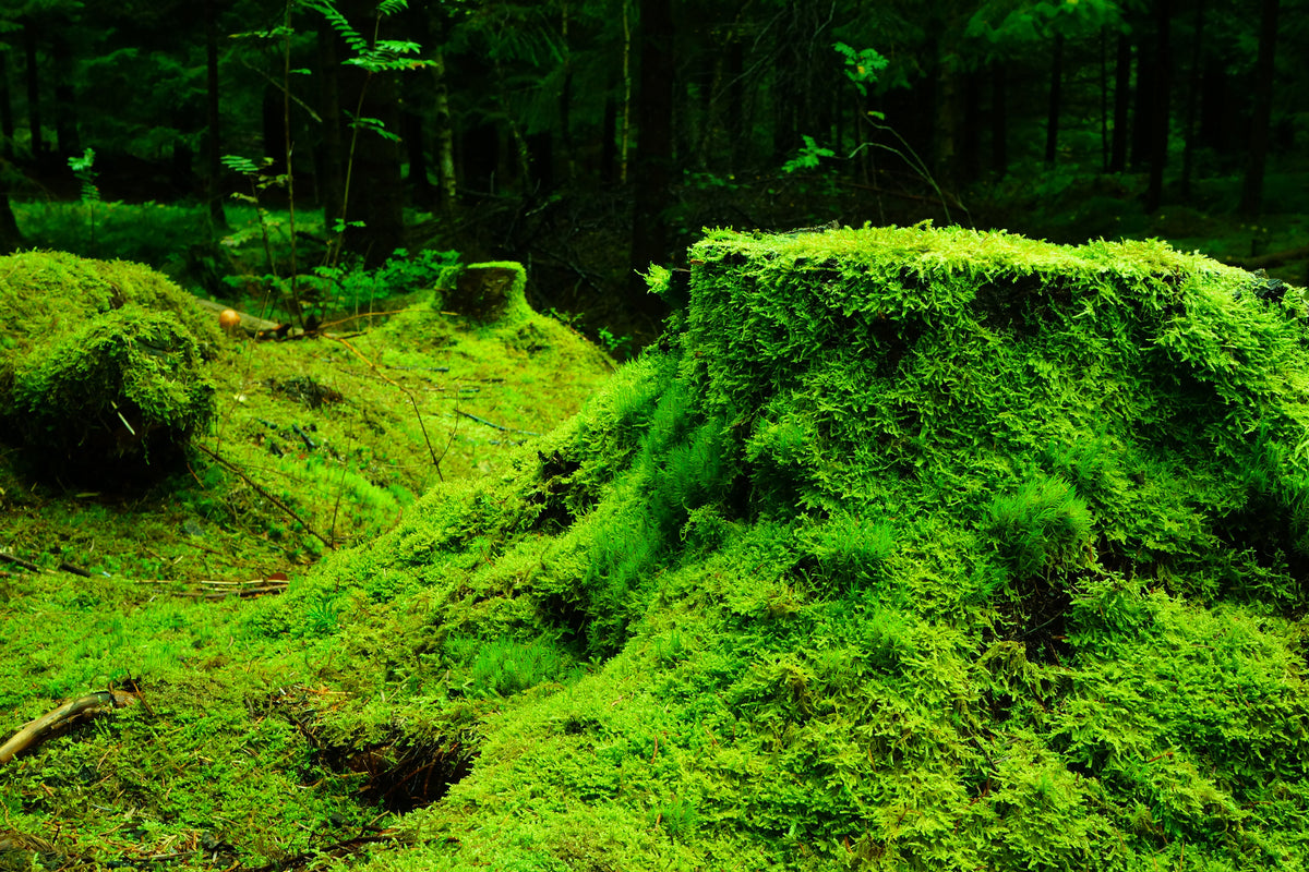 3-piece-canvas-print-moss-in-the-forest
