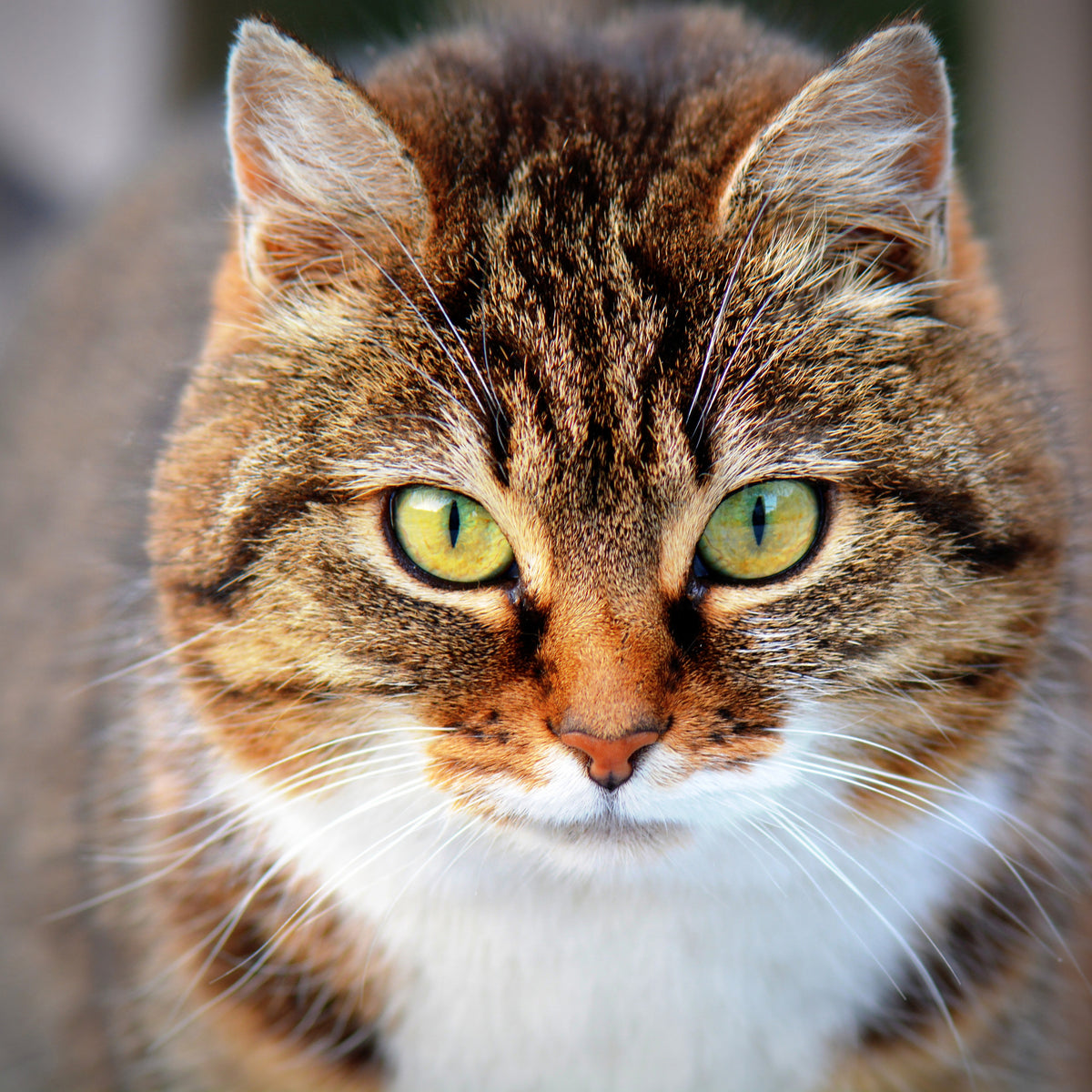 4-piece-aluminium-print-tiger-cat