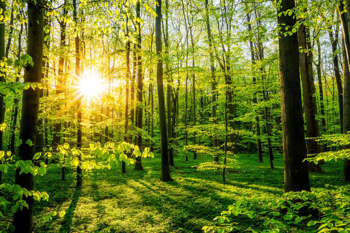 poster-print-sun-shines-through-the-forest