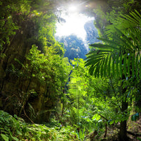 aluminium-print-clearing-in-the-jungle