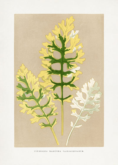 poster-print-cineraria-maritima-fairbairnianum-blatt