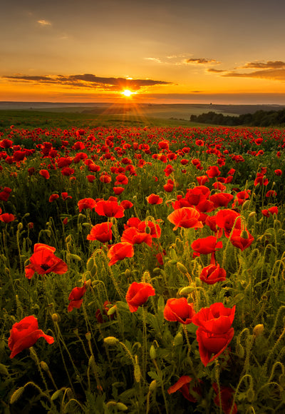 poster-print-poppy-field-at-sunset