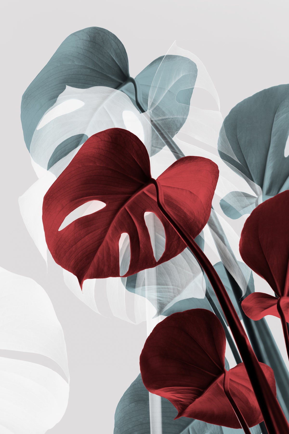 canvas-print-monstera-creative-15