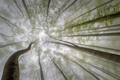 poster-print-forest-views-x