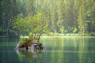 poster-print-the-pond-in-the-forest