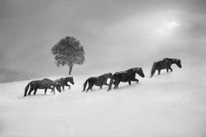 framedcanvas-print-untitled-xnw