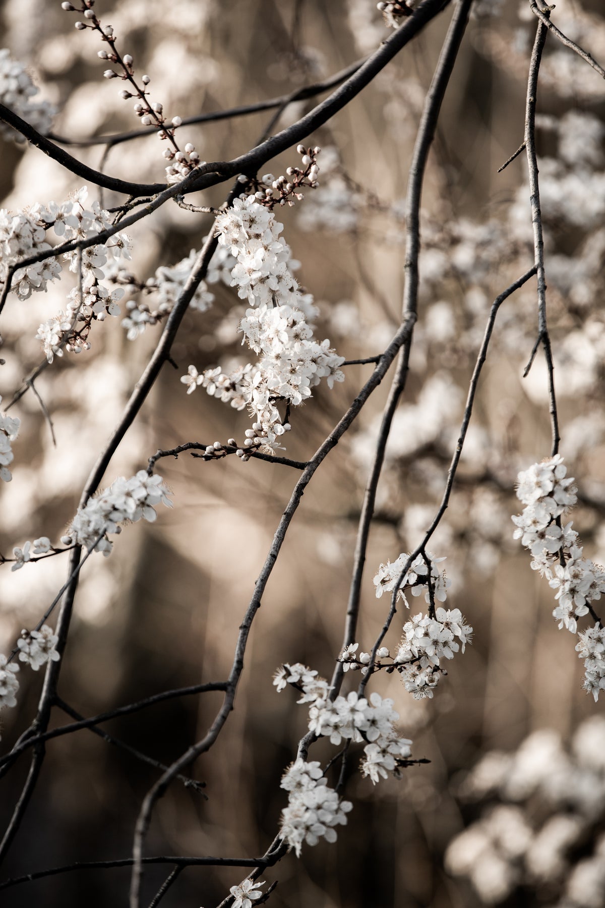 aluminium-print-spring-branches-1