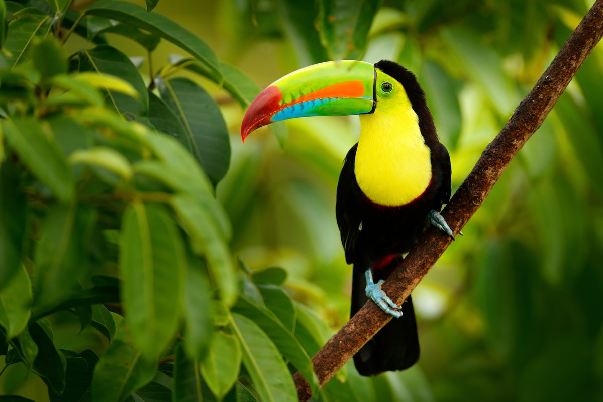poster-print-toucan-sitting-on-a-branch-in-the-forest