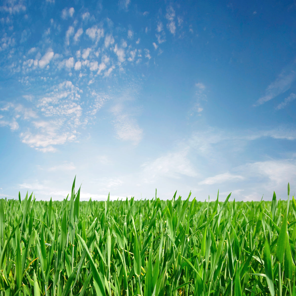 canvas-print-the-grass