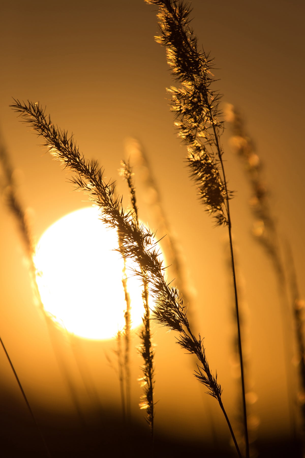 canvas-print-romantic-sunset