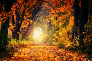 3-piece-canvas-print-forest-walk