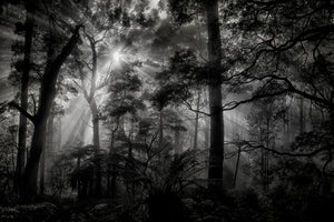 canvas-print-primary-forest