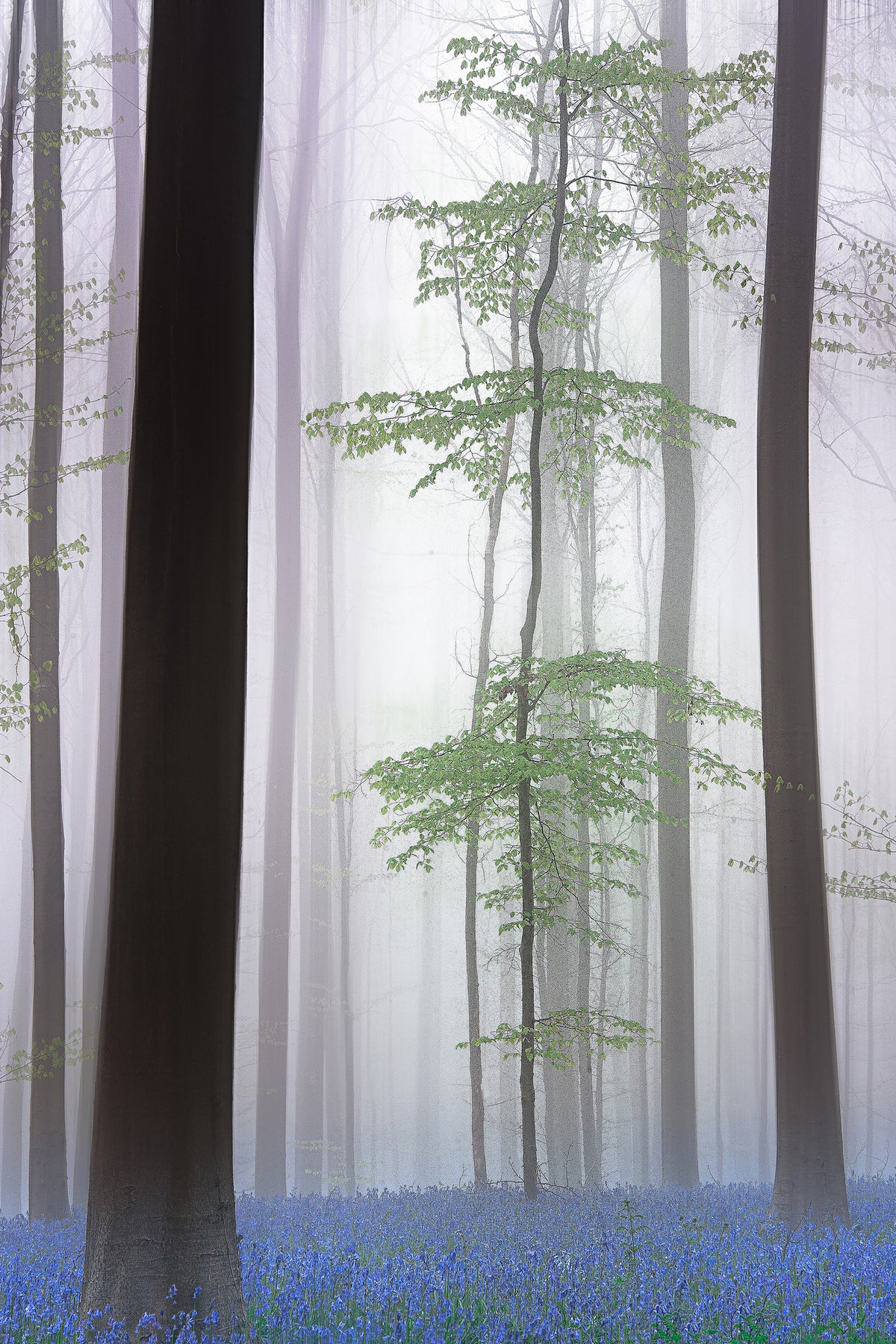 aluminium-print-foggy-forest-x