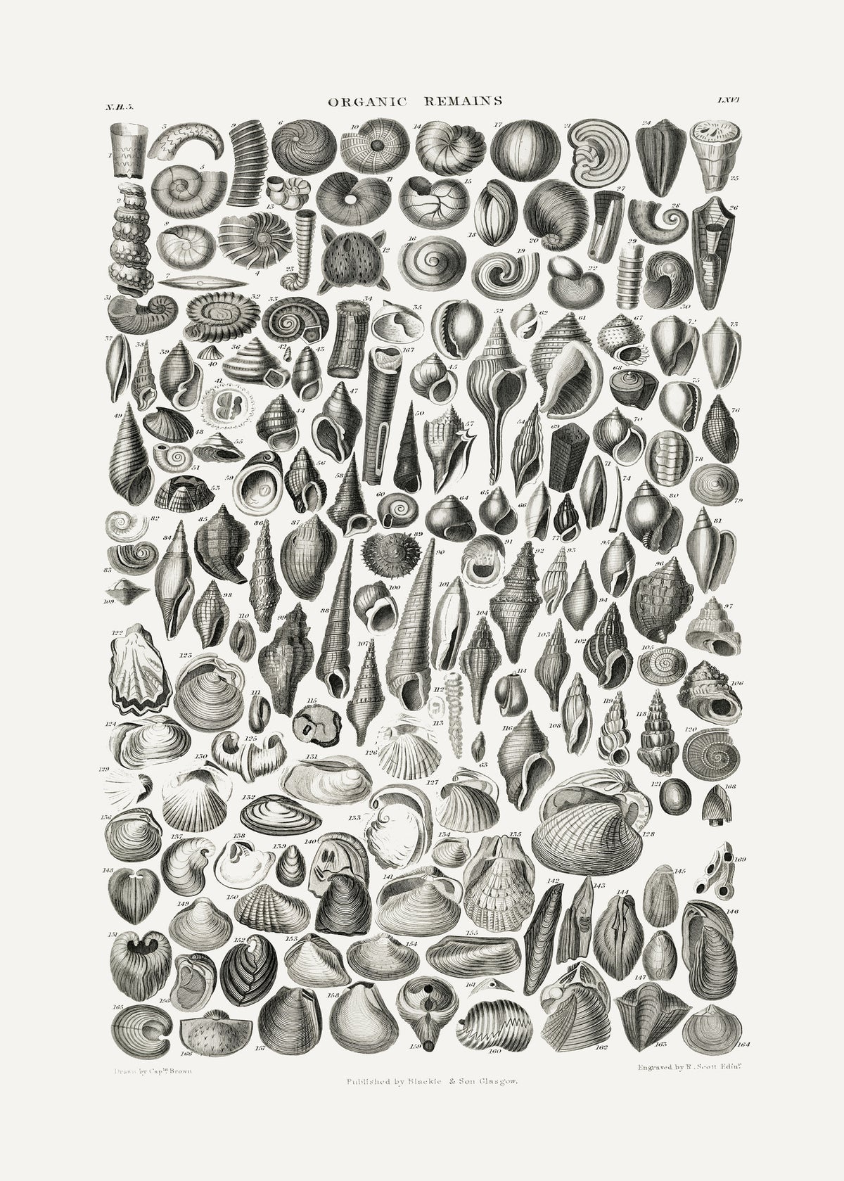 aluminium-print-sealife-ii
